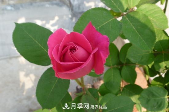 月季直接土插能生根嗎？扦插辦法(圖1)
