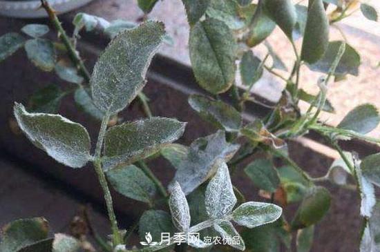 月季白粉病怎么治？月季白粉病的治療方法(圖1)