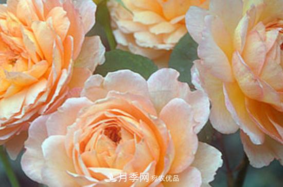 月季花換盆注意事項(圖2)