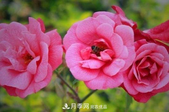 月季花換盆注意事項(圖3)