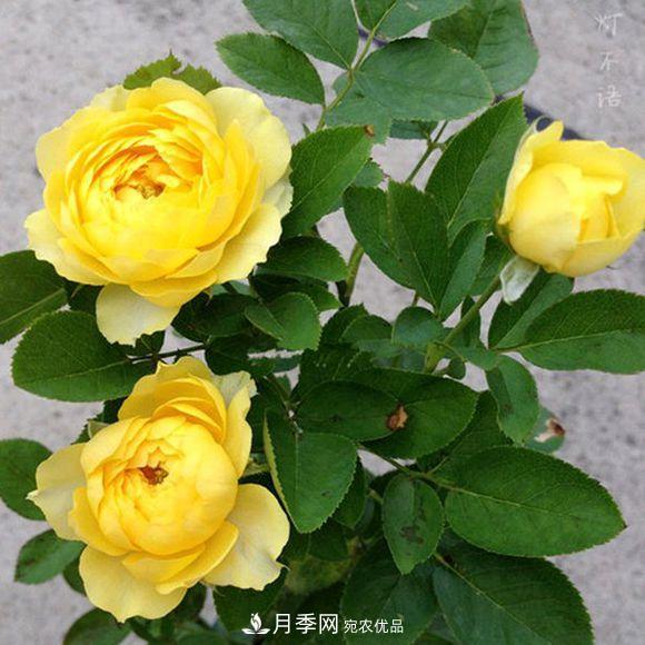 推薦6種類(lèi)型的月季品種，抗病強花量大，用途多選擇多(圖2)