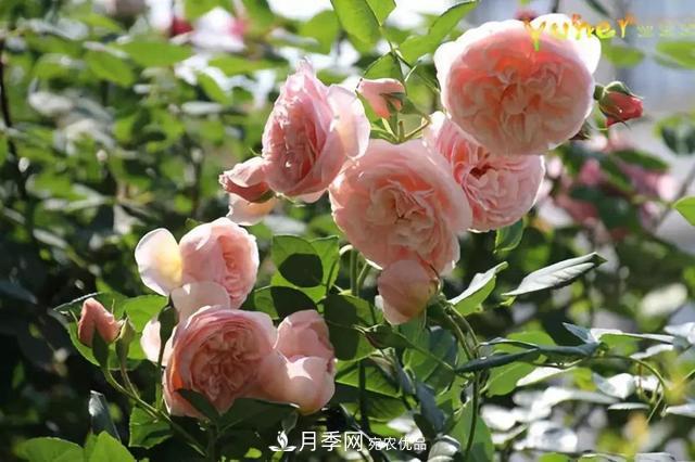 推薦6種類(lèi)型的月季品種，抗病強花量大，用途多選擇多(圖7)