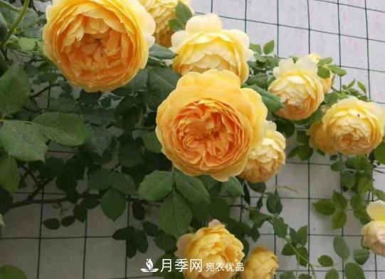 推薦6種類(lèi)型的月季品種，抗病強花量大，用途多選擇多(圖6)