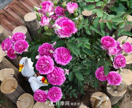 推薦6種類(lèi)型的月季品種，抗病強花量大，用途多選擇多(圖5)