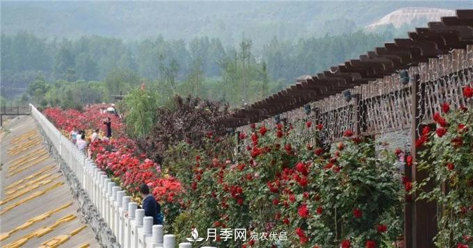 賞月季 南陽(yáng)西峽縣黃獅月季文化園更讓人流連忘返(圖6)