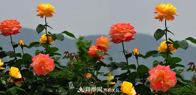 溫度適宜，如何讓城區景觀(guān)道樹(shù)狀月季開(kāi)花多？(圖1)