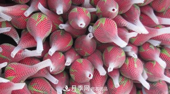 卡羅拉是玫瑰還是月季？(圖1)