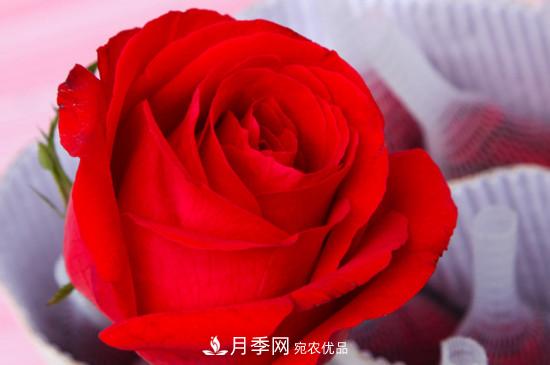 卡羅拉是玫瑰還是月季？(圖2)