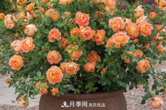 帶土球發(fā)貨的月季要怎么栽種？(圖3)