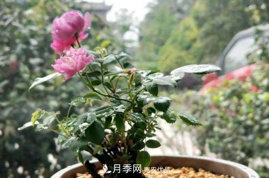 帶土球發(fā)貨的月季要怎么栽種？(圖2)