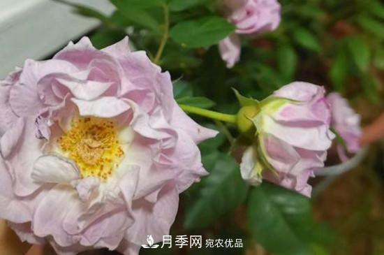 養護修剪月季，剪花從哪剪？(圖1)