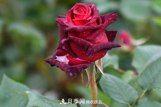 養護修剪月季，剪花從哪剪？(圖2)