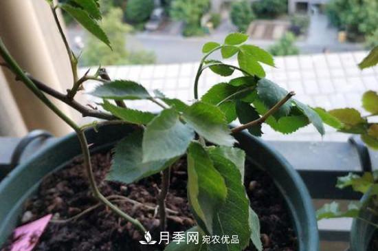 月季移栽后葉子蔫了能活嗎？(圖1)