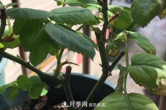 月季移栽后葉子蔫了能活嗎？(圖2)