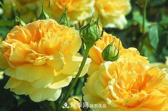 月季葉子太多要不要剪掉？修剪辦法(圖2)