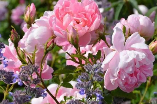 月季葉子太多要不要剪掉？修剪辦法(圖1)