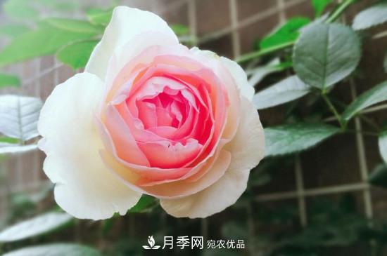 龍沙寶石月季的養殖方法和養護注意事項(圖1)