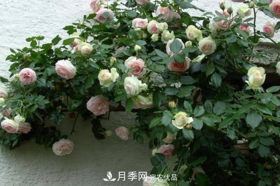 龍沙寶石月季的養殖方法和養護注意事項(圖2)