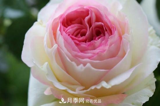 龍沙寶石月季的養殖方法和養護注意事項(圖3)