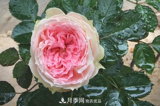 絨球門(mén)廊微型月季養護注意事項(圖1)