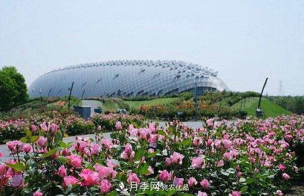 上海辰山植物園月季花海，五一迎來(lái)***佳觀(guān)賞期(圖2)