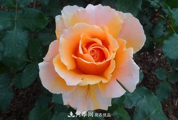 上海辰山植物園月季花海，五一迎來(lái)***佳觀(guān)賞期(圖5)