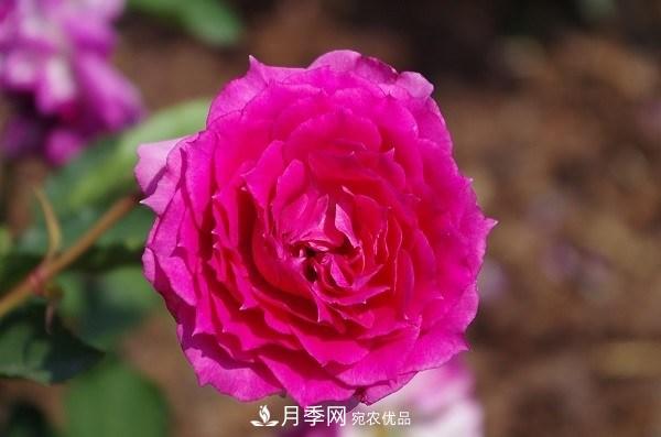上海辰山植物園月季花海，五一迎來(lái)***佳觀(guān)賞期(圖6)
