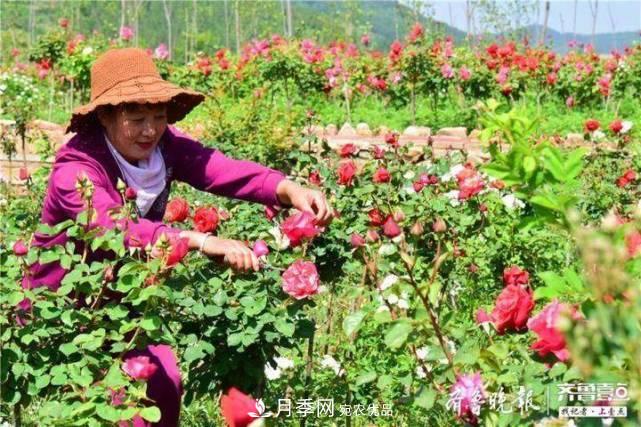 山東淄博沂源60畝月季花競放，美麗產(chǎn)業(yè)助推特色鄉村旅游(圖1)
