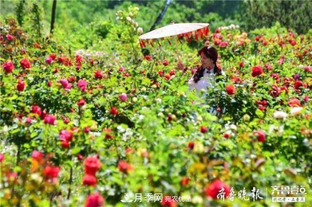 山東淄博沂源60畝月季花競放，美麗產(chǎn)業(yè)助推特色鄉村旅游(圖3)