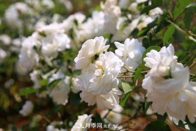 萬(wàn)紫千紅！湖南益陽(yáng)安化“茶鄉花?！痹录臼㈤_(kāi)(圖3)