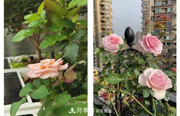 炎熱的7月，月季花夏天能暴曬嗎(圖2)