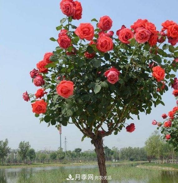 月季樹(shù)怎么長(cháng)成的？這個(gè)快速成型技巧，不學(xué)虧大了(圖2)