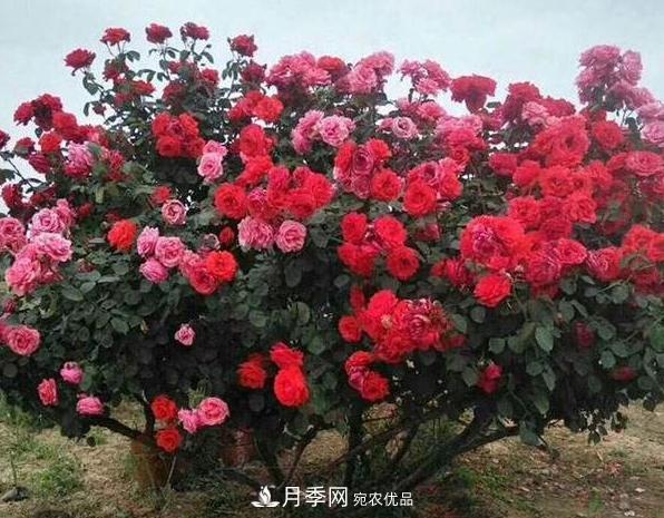 月季樹(shù)怎么長(cháng)成的？這個(gè)快速成型技巧，不學(xué)虧大了(圖3)