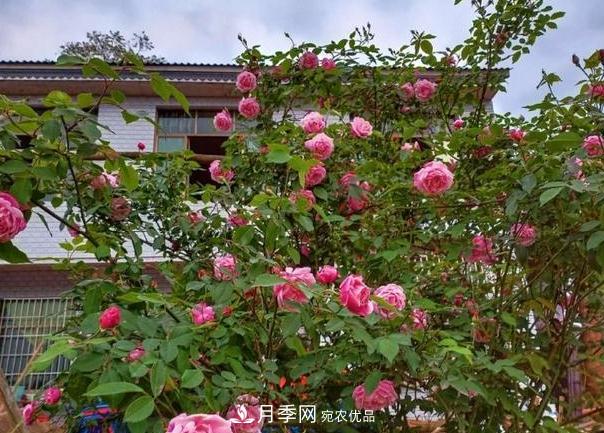 月季樹(shù)怎么長(cháng)成的？這個(gè)快速成型技巧，不學(xué)虧大了(圖4)