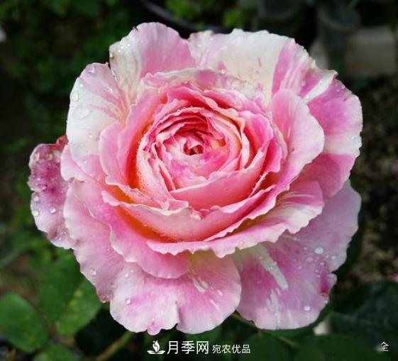 3招怎么判斷月季是否肥害了？月季少傷害！(圖4)