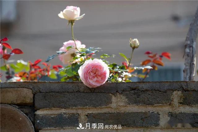 福建南平松溪縣 月季盛開(kāi) “靚”化鄉村(圖3)