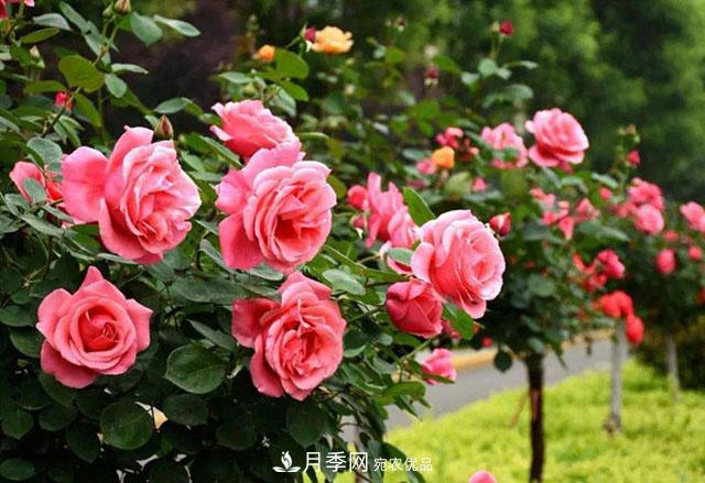 福建福州適合種植月季嗎？(圖1)