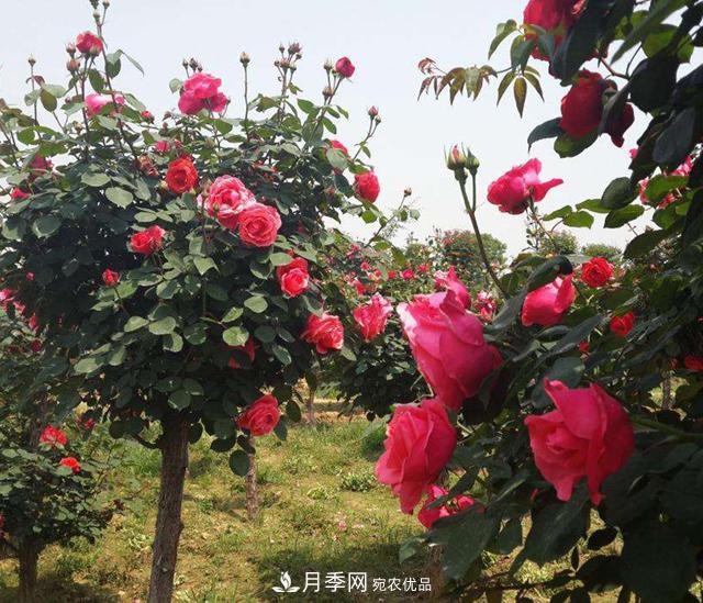 福建福州適合種植月季嗎？(圖2)