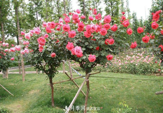 福建福州適合種植月季嗎？(圖3)