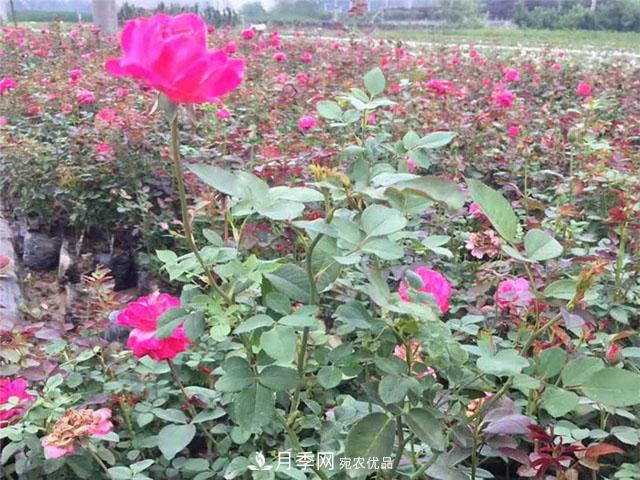 福建福州適合種植月季嗎？(圖4)