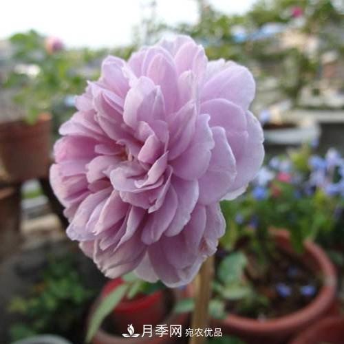 兩廣福建應該種什么月季品種？(圖2)