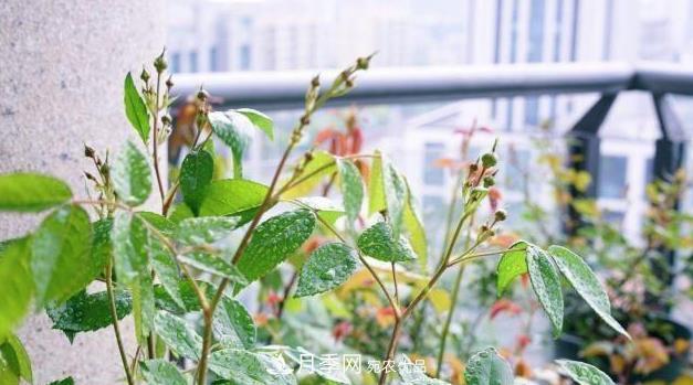 夏季一下完雨，蚜蟲(chóng)就爬上月季，想要消滅它，趕緊看這里(圖2)