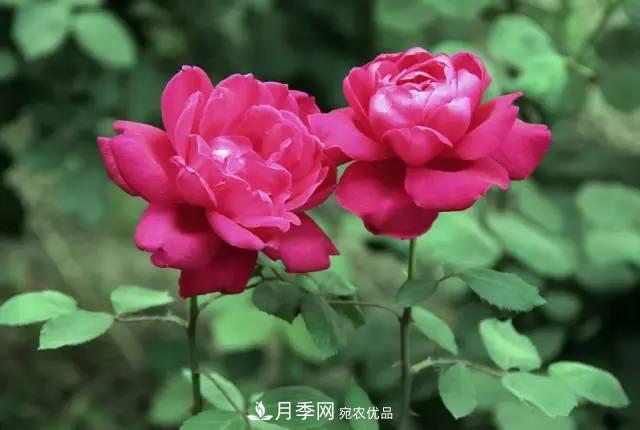 夏季月季休眠了？不要怕，這三步來(lái)叫醒它！(圖2)