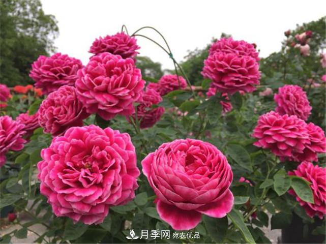 夏季月季休眠了？不要怕，這三步來(lái)叫醒它！(圖1)
