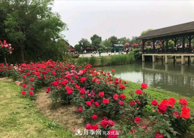 中國三大月季名園，愛(ài)月季的你一定要去的三大月季園！(圖3)