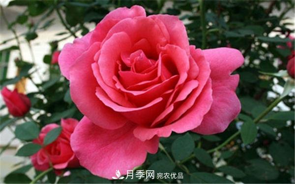 2021年***暢銷(xiāo)三款月季！粉扇、卡羅拉有名(圖2)