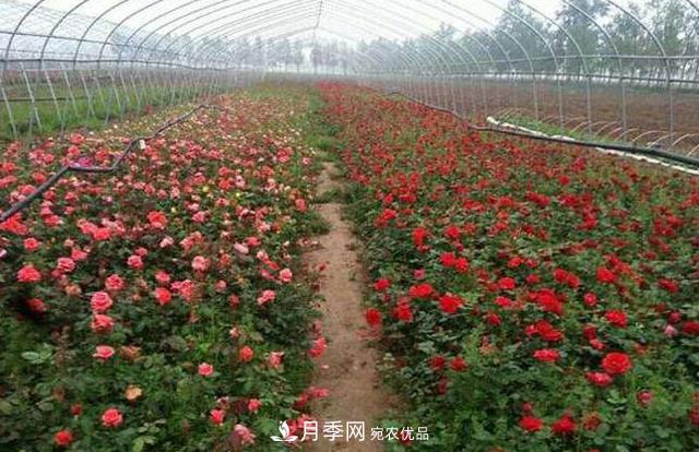 花木人，你所不知道的月季小苗價(jià)格(圖2)