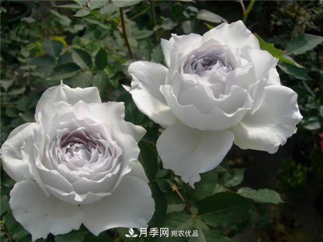 這幾款月季品種，你可能聽(tīng)都沒(méi)聽(tīng)說(shuō)過(guò)！(圖2)