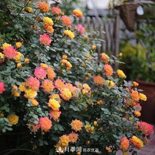 這幾款月季品種，你可能聽(tīng)都沒(méi)聽(tīng)說(shuō)過(guò)！(圖3)