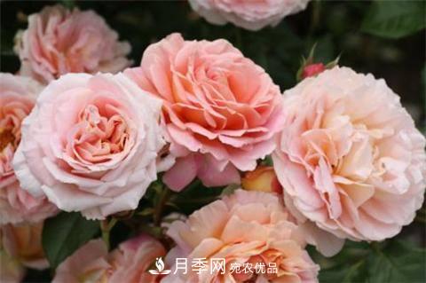 8款好聞好養的月季花，香氣濃郁開(kāi)花滿(mǎn)屋香(圖2)